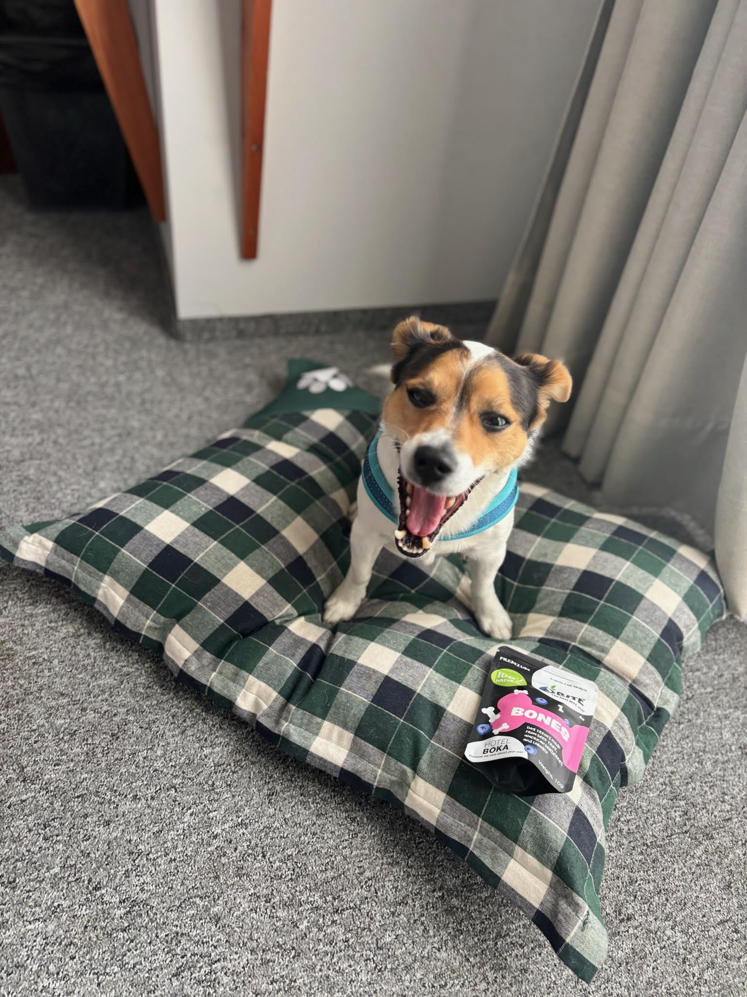 Kužkom prijazen hotel 